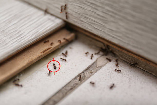 Best Wasp Removal Services  in Shadyside, OH