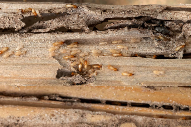 Best Ant Control Services  in Shadyside, OH