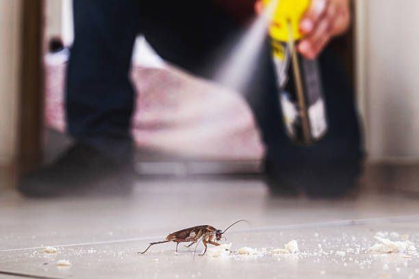 Best Affordable Pest Control Services  in Shadyside, OH