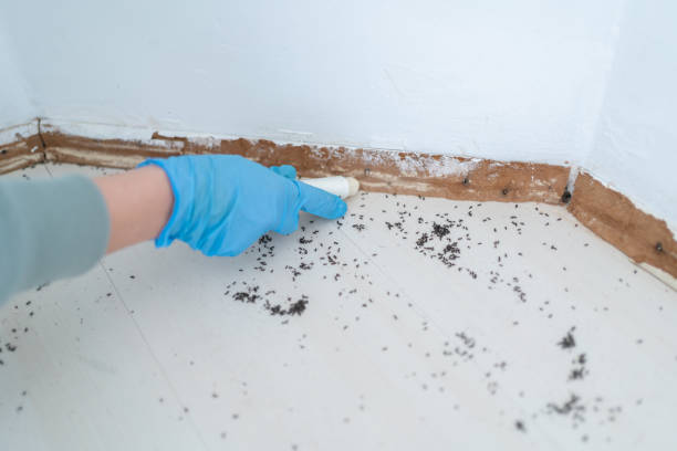 Best Local Pest Control Services  in Shadyside, OH